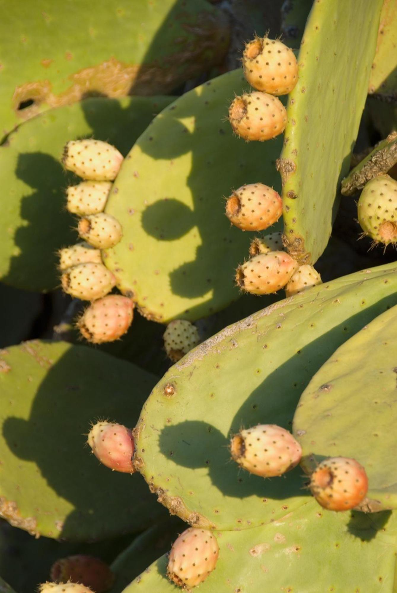 El Jardin De Los Suenos Rodalquilar Luaran gambar
